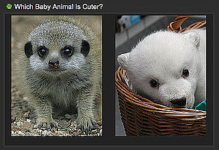 Pick the Cuter Zoo Baby For a Chance to Win!