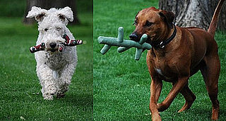 Kong Fetch Stix
