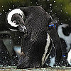 Wild and Wacky News 2010-07-31 04:00:14
