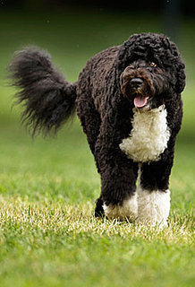 Pictures of Bo Obama