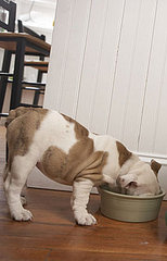 Eukanuba Dog Food Recall, Iams Cat Food Recall, and Iams Dog Food Recall Eukanuba Dog Food Recall, Iams Cat Food Recall, and Iams Dog Food Recall