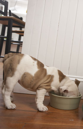 Eukanuba Dog Food Recall, Iams Cat Food Recall, and Iams Dog Food Recall