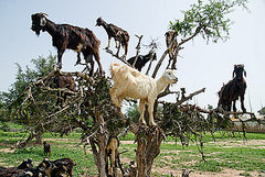 How Goats Climb Trees and Help Produce Argan Oil How Goats Climb Trees and Help Produce Argan Oil
