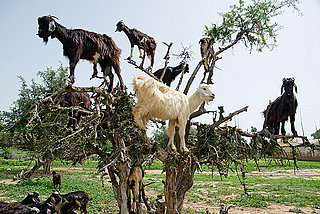 How Goats Climb Trees and Help Produce Argan Oil