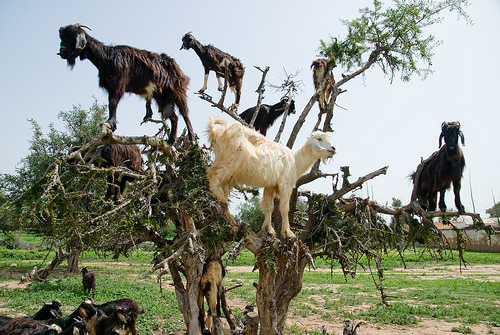 How Goats Climb Trees and Help Produce Argan Oil