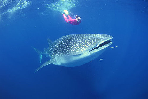 Have You Ever Seen a Shark?