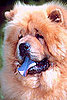 Chow Chow Trivia