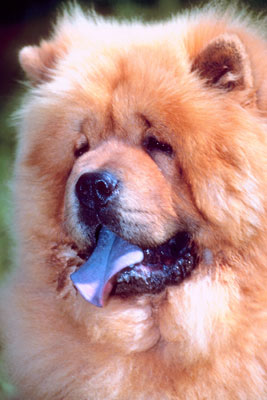 Chow Chow Trivia