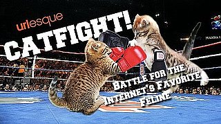 Urlesque Catfight, Barack and Bo go to Chicago, and More News
