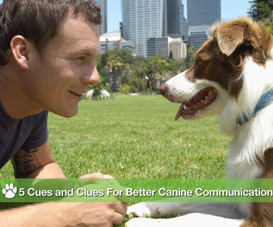5 Things To Do When Correcting or Training a Pet