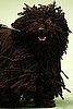 Puli Trivia