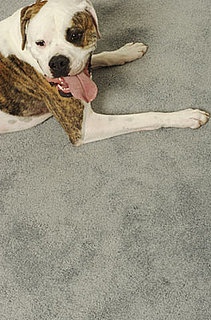 Ways to Tell a Dog Is Dehydrated