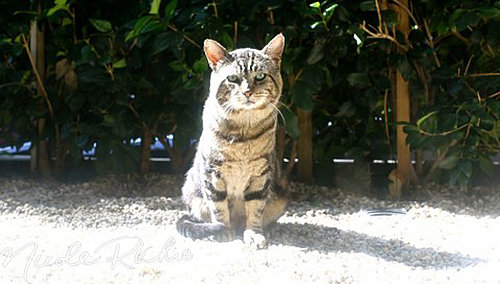 Nicole Richie Has a Cat Named Tabitha Jones Madden