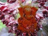 Ganesha in Red