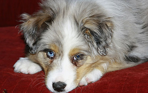 Australian Shepherd Trivia