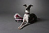 Where to Buy High-Quality Pet Gear
