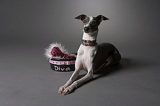 Where to Buy High-Quality Pet Gear
