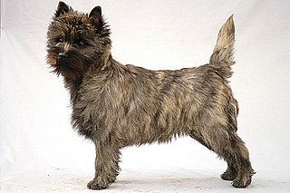 Cairn Terrier Trivia