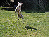 Picture of a Dog in Sprinkler