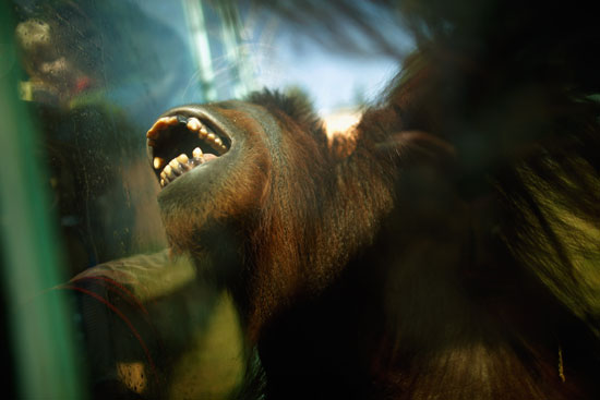 Orangutans at the National Zoo
