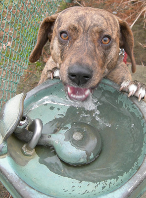 How Much Water Does My Dog Need