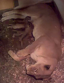 Webcam at the National Zoo in DC