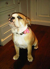 Picture of Beckhams' New Bulldog