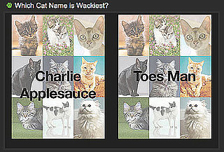 What Are the Weirdest Dog Names and What Are the Weirdest Cat Names?