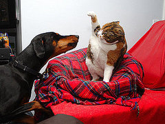 How to Deal With Your Pets Fighting How to Deal With Your Pets Fighting