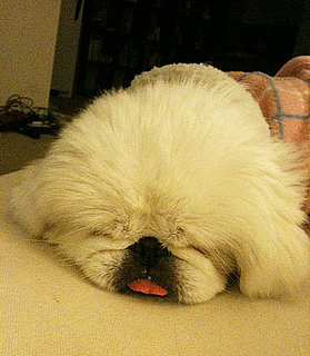 Facts About Pekingese