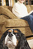 What Should I Ask Petsitters?