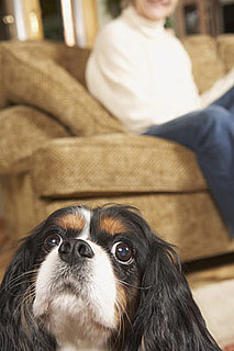 What Should I Ask Petsitters?
