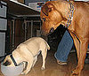 Can My Dogs Share a Water Bowl?