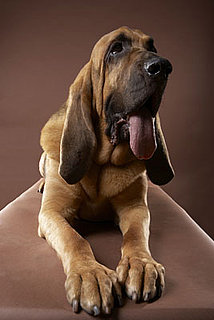 Bloodhound Trivia
