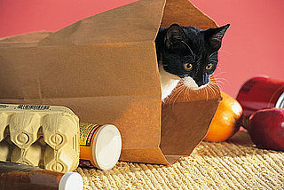 How Much Food Should I Leave For My Cat on Vacation