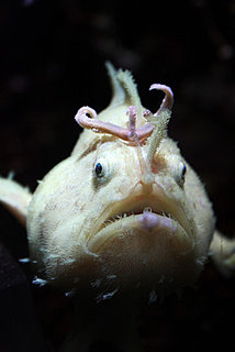 Pictures of Weird Sea Creatures