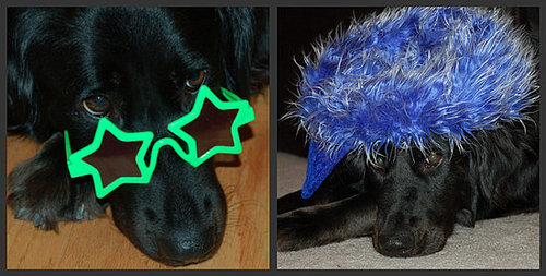 My dog Sydney shows her fashsion sense