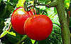 What Are Early Girl Tomatoes?