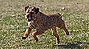 Border Terrier Trivia