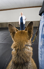 How Can I Train My Dog How Can I Train My Dog