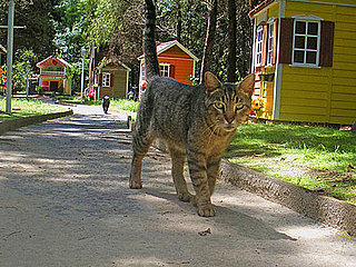 Homeless Cat Village