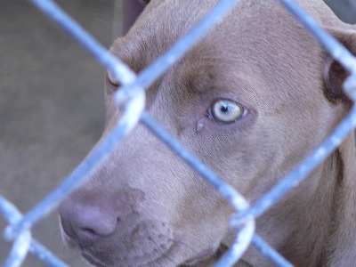 Foster a Dog