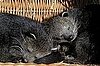 What Is a Bearcat?
