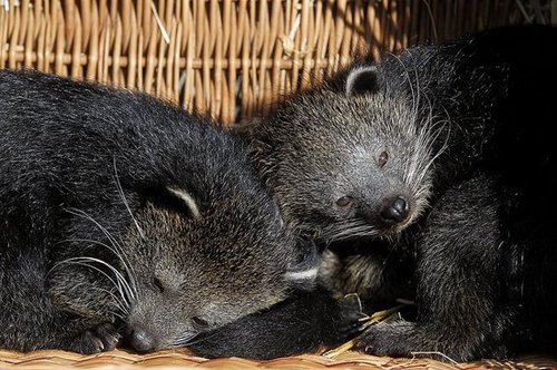 What Is a Bearcat?