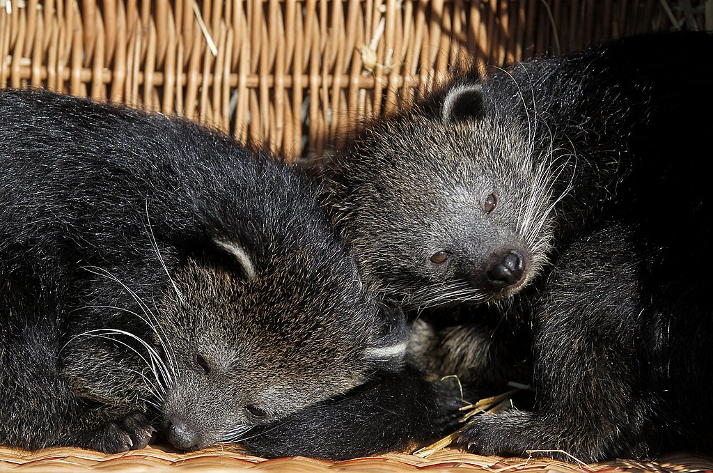 What Is a Bearcat? What Is a Bearcat?