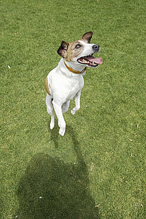 How Do I Make My Dog Stop Jumping?