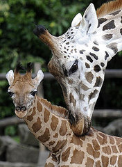 Pictures of the Baby Giraffe Born at Los Angeles Zoo Pictures of the Baby Giraffe Born at Los Angeles Zoo