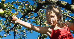 Kid-Friendly Apple Recipes Kid-Friendly Apple Recipes