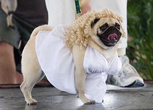 Name a Dog After a Celebrity