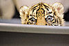 Pictures of Sumatran Tiger Cub